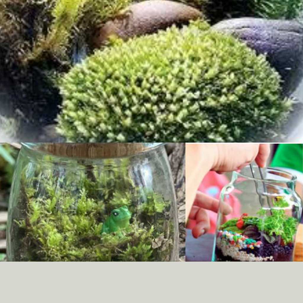 STEM CLUB with 4-H: Gathering Moss
